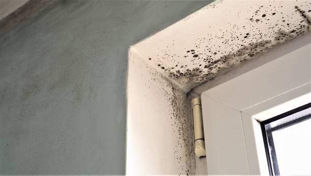 Mold Documentation for Insurance Claims in Westminster, CA